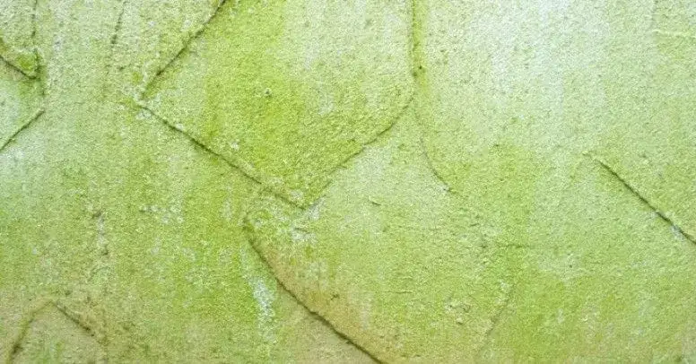 Skuteczne metody na usunięcie glonów z elewacji - uniknij zniszczeń