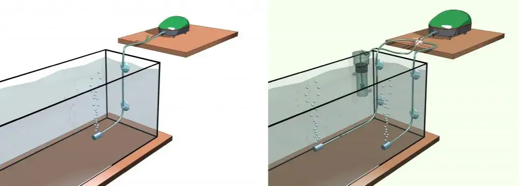 Jak napowietrzać akwarium, aby uniknąć problemów z rybami i roślinami