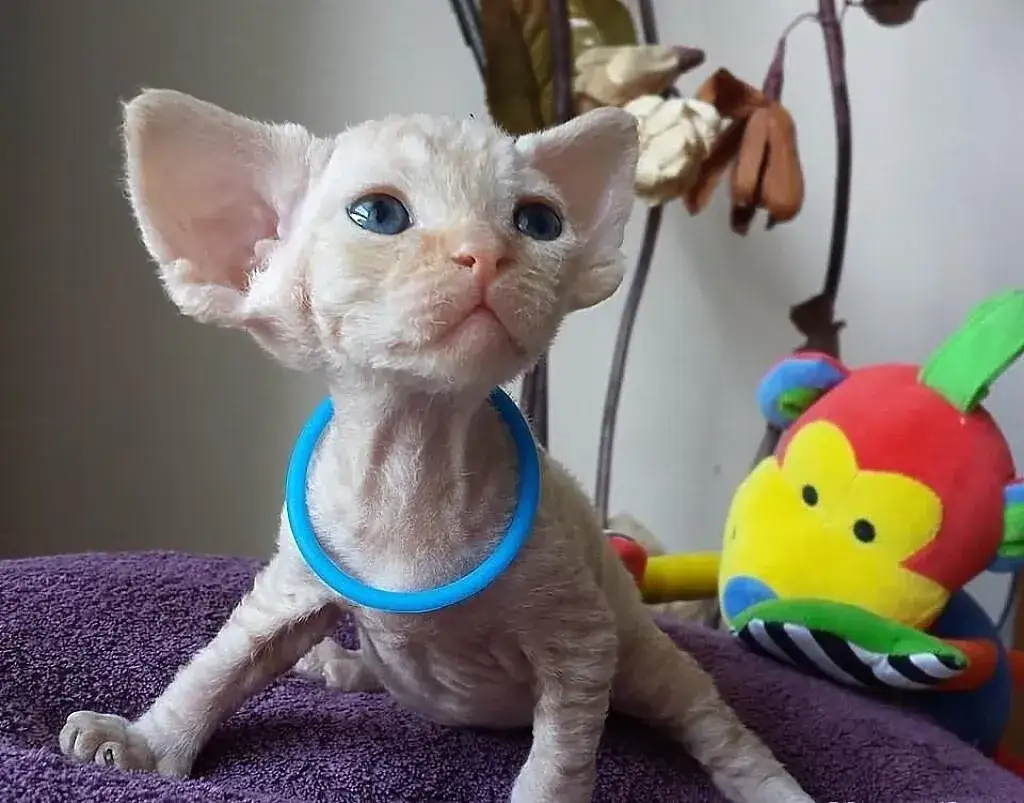 Najlepsze hodowle kotów Devon Rex w Pomorskim - zdrowe kocięta