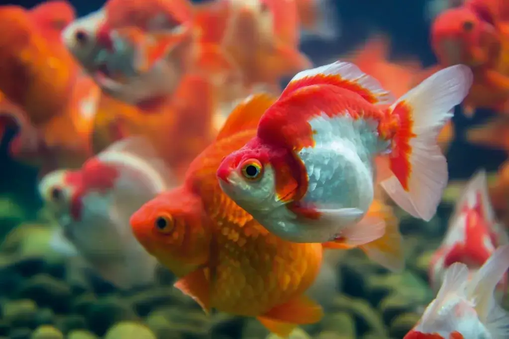 Ile żyją złote rybki? Odkryj, jak zapewnić im długie życie