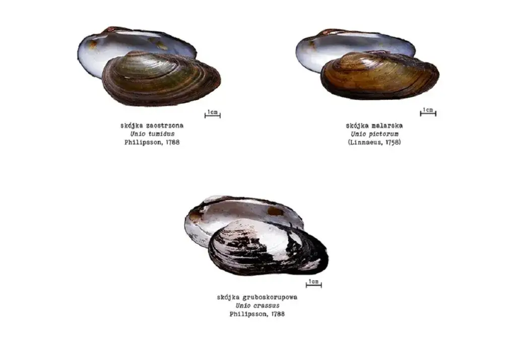 Wymarły gatunek słodkowodnego małża w Polsce – przyczyny i skutki dla ekosystemu