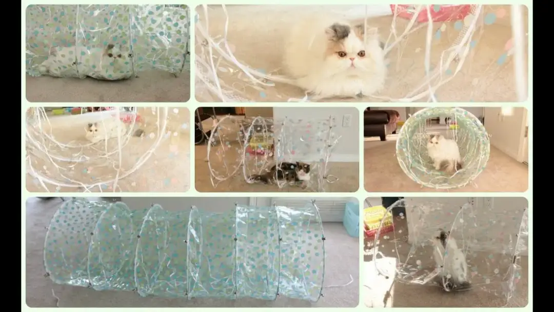 Jak zrobić tunel dla kota w prosty sposób: krok po kroku dla każdego