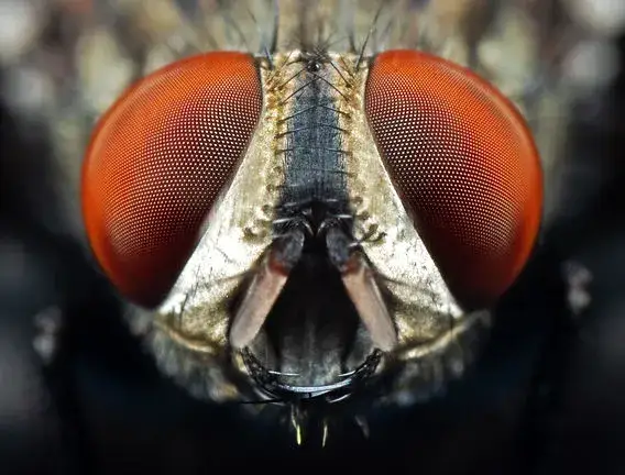 Jak rozmnażają się muchy? Zaskakujące fakty o ich cyklu życia