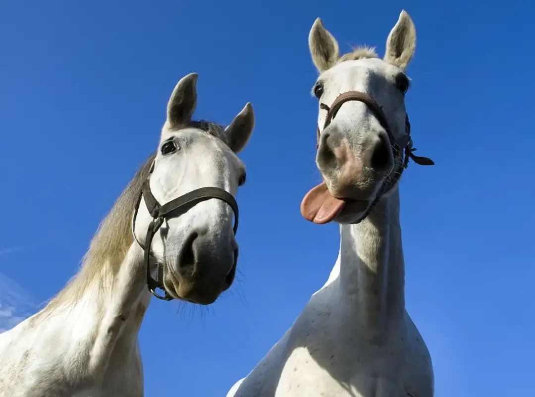 Koń, który mówi film: Fascynująca historia gadającego konia