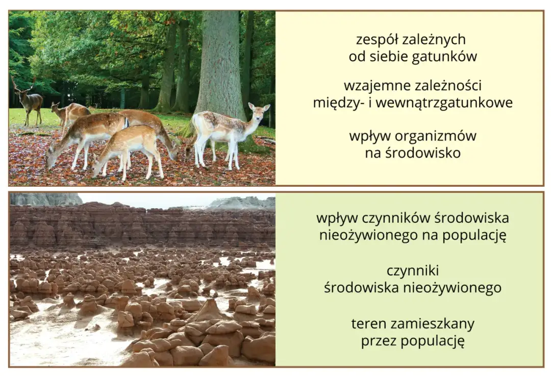 Co to jest konkurencja w biologii i jak wpływa na ekosystemy