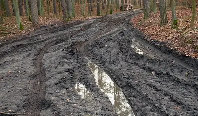 Tajemnice drogi w lesie: rozwiązania krzyżówek i rozważania