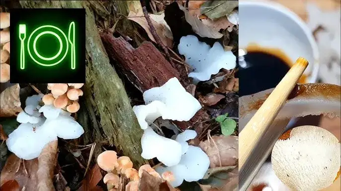 Grzyb galaretowaty: Właściwości, rodzaje i zastosowanie