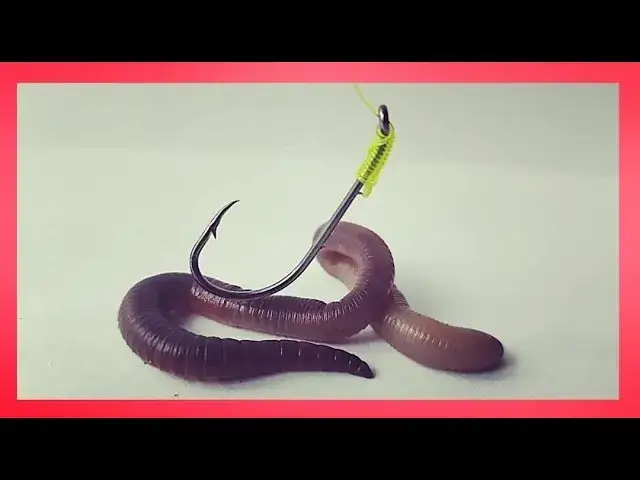 Jak założyć rosówkę na haczyk? Skuteczne metody i triki eksperta