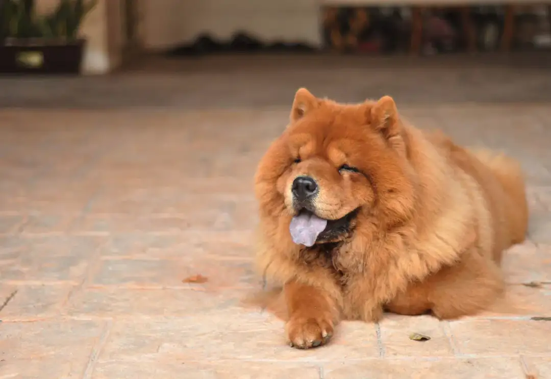 Puszysty pies rasy Chow Chow leży na płytkach, z językiem na wierzchu.