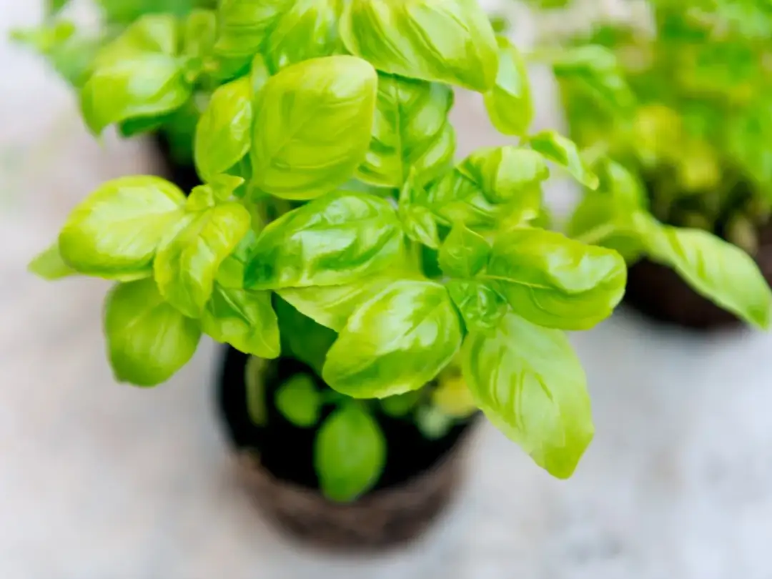 Jak przechowywać bazylię w doniczce, aby nie straciła świeżości