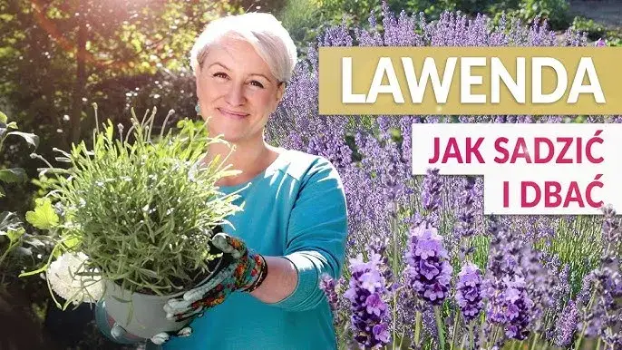 Lawenda w doniczce: Jak sadzić i pielęgnować dla bujnego kwitnienia?