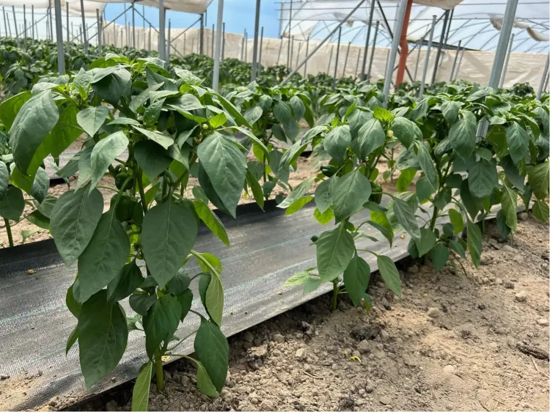 Co uprawiać na 4 klasie ziemi, aby uniknąć niskich plonów?