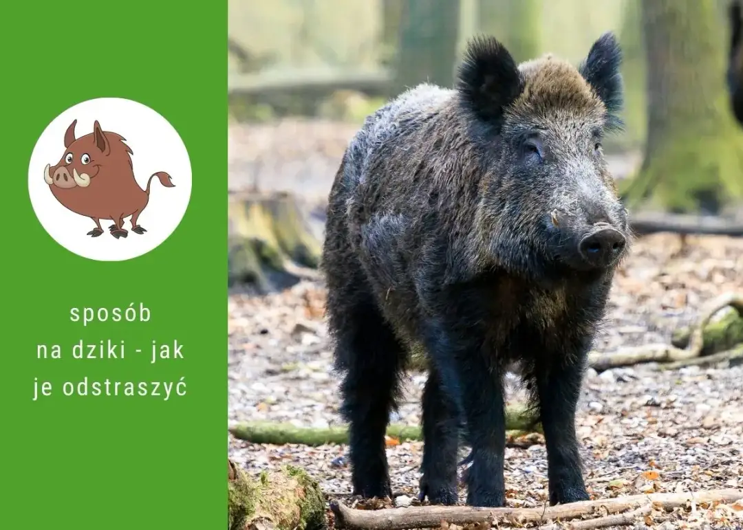 Dziki na osiedlu: Co robić, kogo wezwać i jak się chronić?