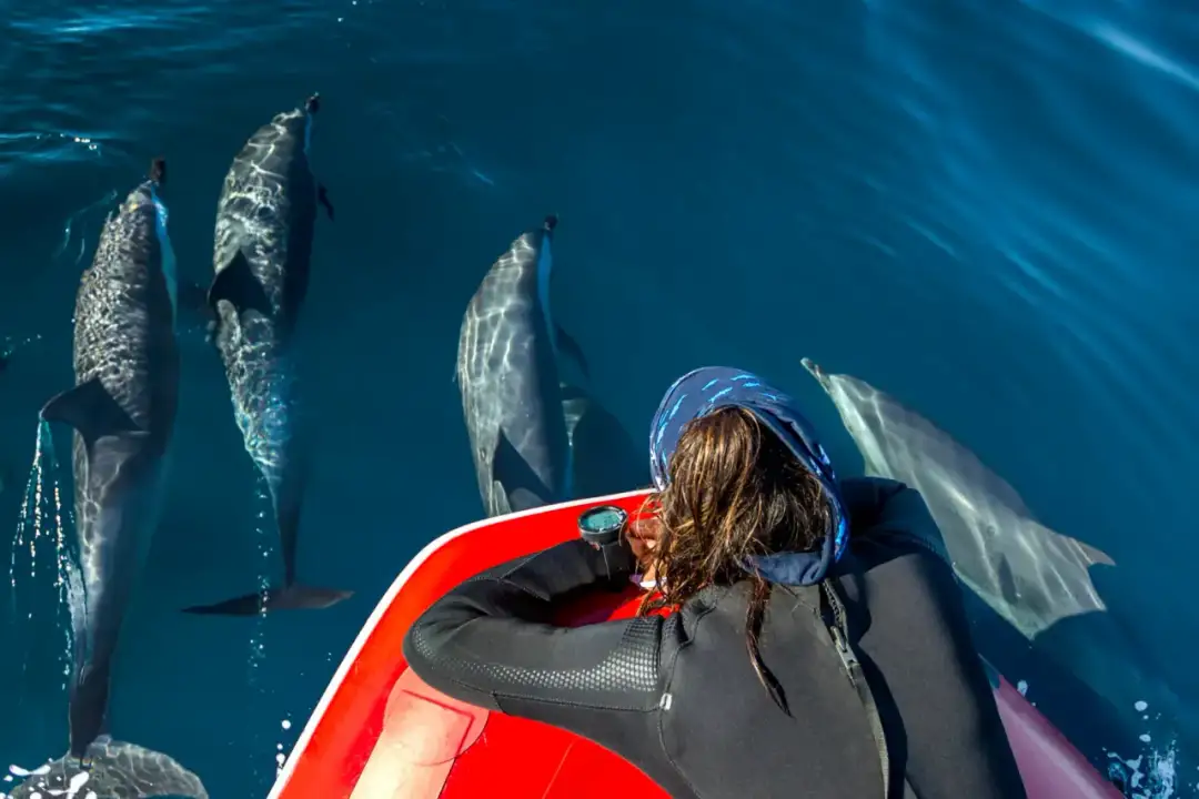 Gdzie można pływać z delfinami? Odkryj etyczne alternatywy i lokalizacje