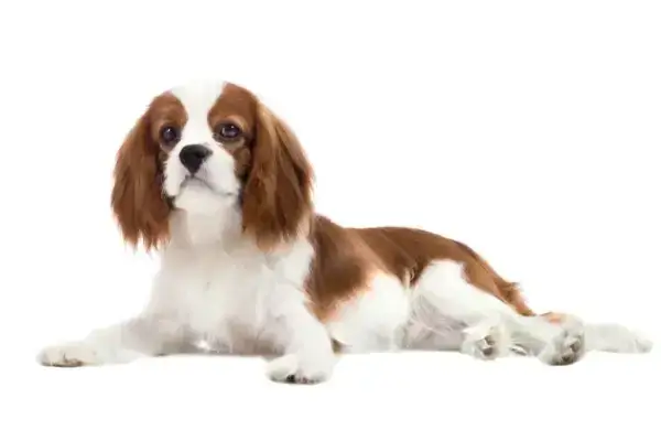 Cavalier King Charles Spaniel: Sierść czy włos? Odkryj różnice i pielęgnację