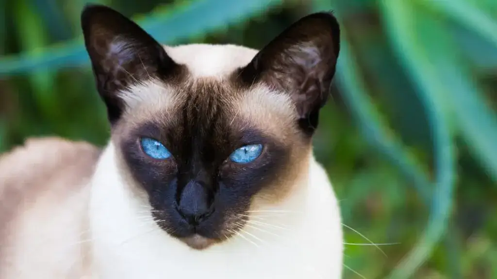 Kot tonkijski choroby - najgroźniejsze schorzenia, które musisz znać