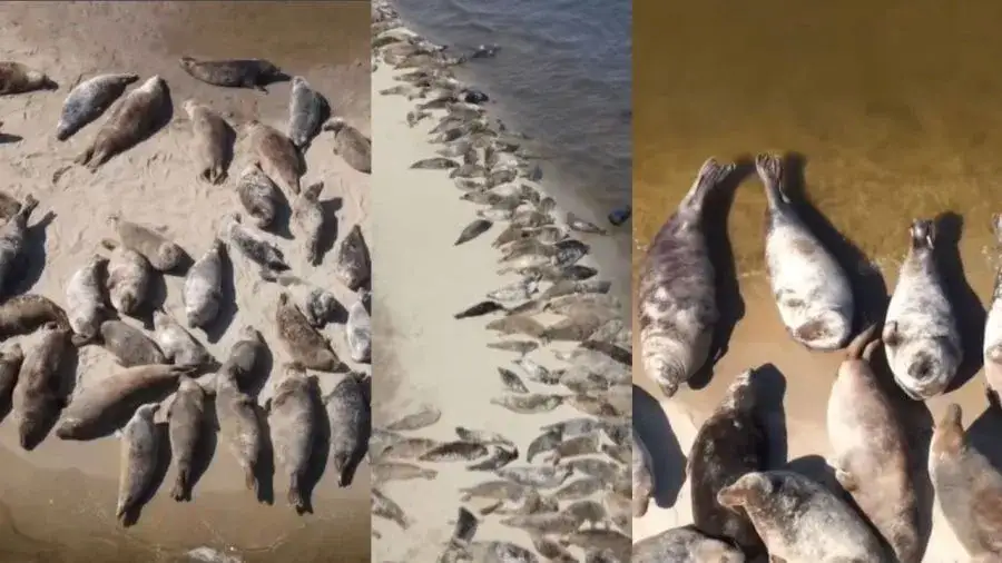 Gdzie zobaczyć foki nad Bałtykiem? Najlepsze miejsca i porady