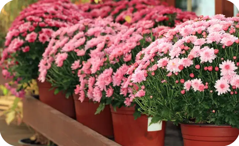 Jakie kwiaty na balkon w sierpniu, które przetrwają upały i zachwycą?