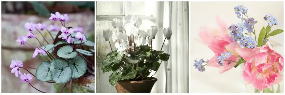 Jakie kwiaty na rozstanie? Oto emocjonalne propozycje dla Ciebie