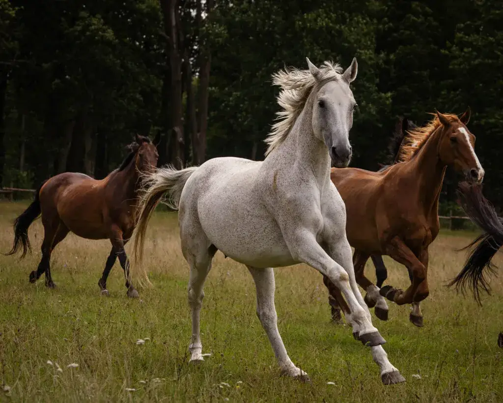 Stadnina koni Bielin - idealne miejsce na wypoczynek i przygodę