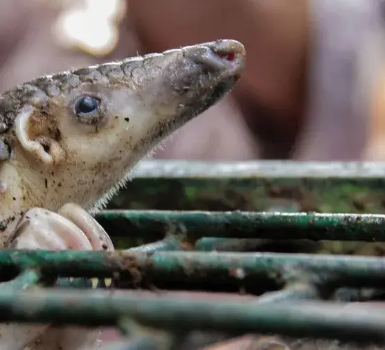 Ciekawostki Azji: Malezja, zwierzęta, historia