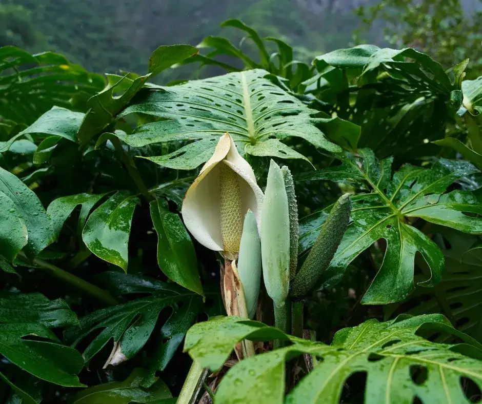 Monstera w domu: czy kwitnie? Jak sprawić, by zakwitła?