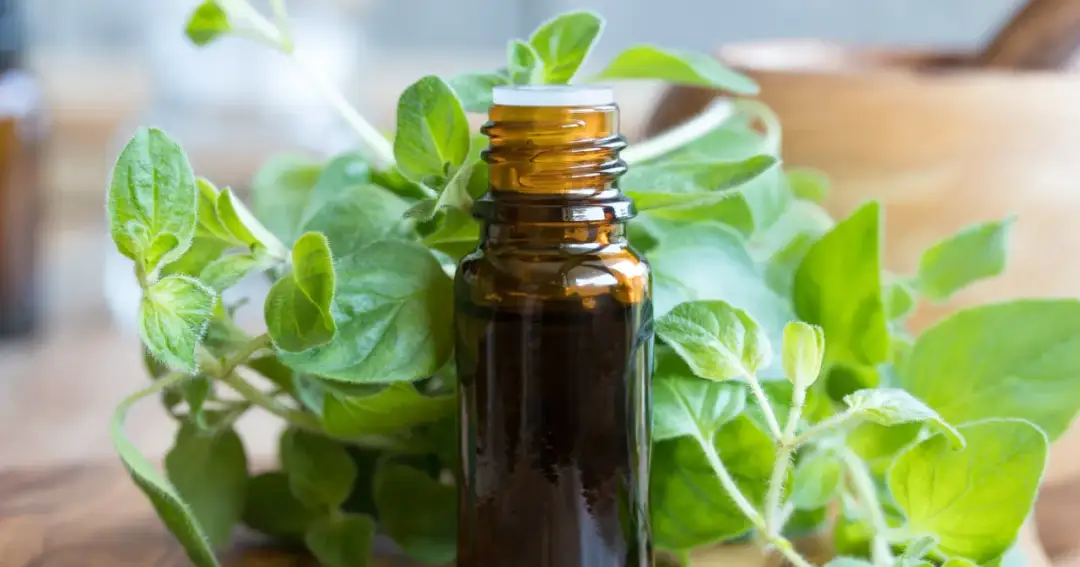 Jak długo można stosować olejek z oregano bez ryzyka dla zdrowia?