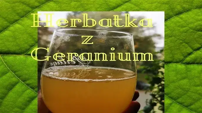 Jak zrobić herbatę z geranium, aby cieszyć się jej zdrowotnymi właściwościami