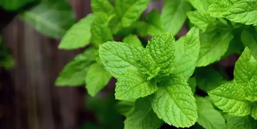 Mięta jak uprawiać: proste sposoby na zdrową i aromatyczną roślinę