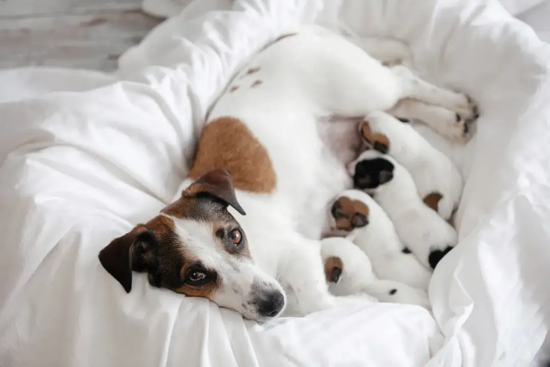 Kiedy zabrać szczeniaka od matki? Sprawdź idealny wiek!