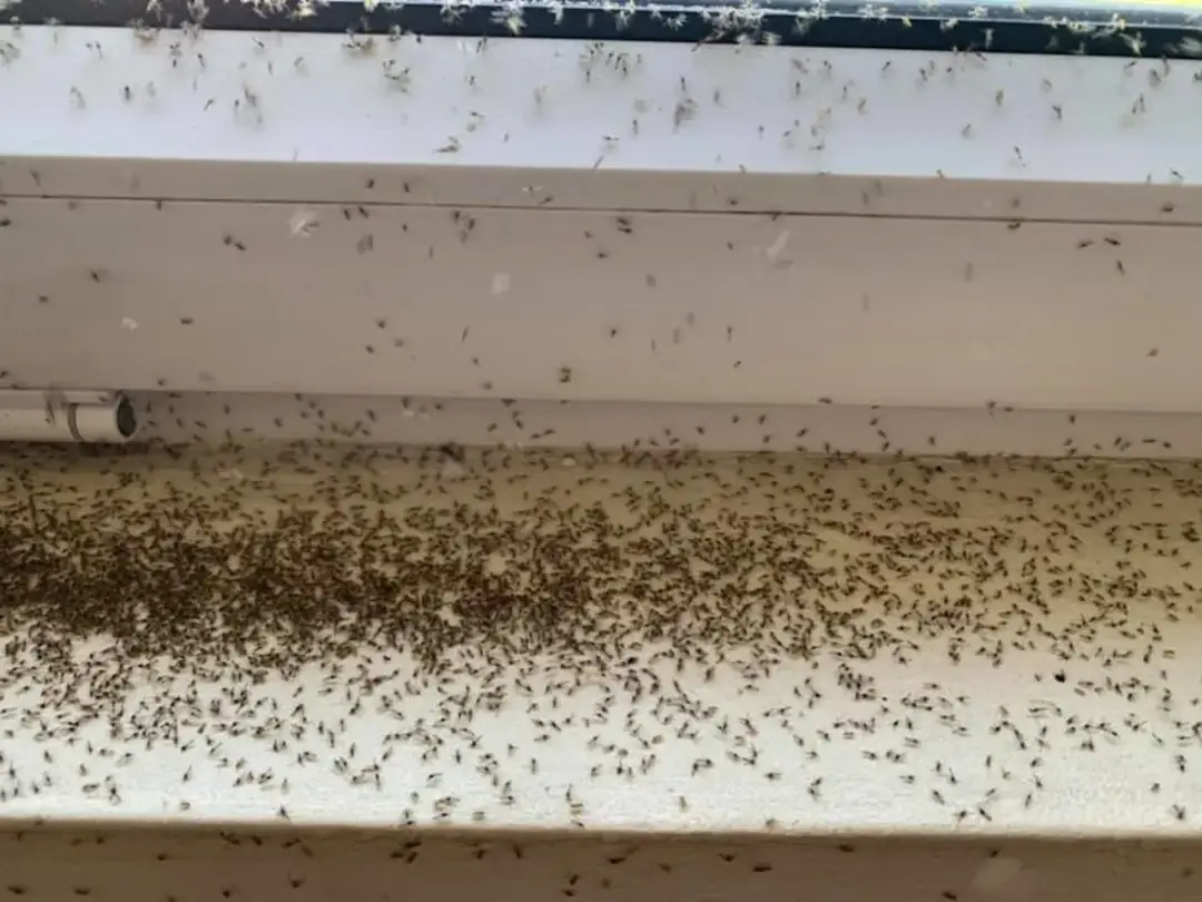 Jętki na poddaszu: Skuteczne metody pozbycia się uciążliwych owadów