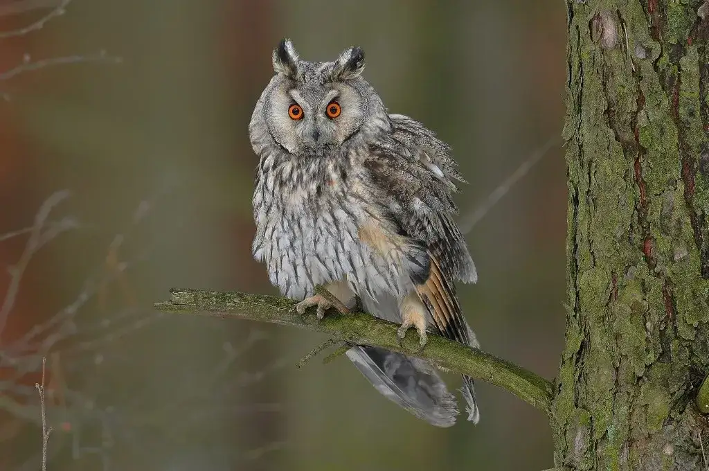Gdzie zimuje sowa? Odkryj miejsca i gatunki sów w Polsce