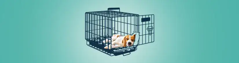 Jak dobrać idealny rozmiar klatki kennelowej dla psa, aby uniknąć błędów
