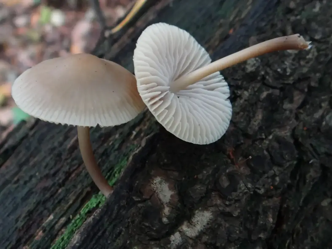 Grzybówka - poznaj fascynujące tajemnice tego małego leśnego grzyba