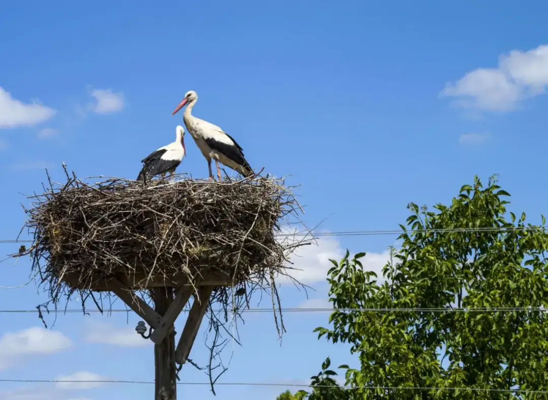 Jak naprawić bocianie gniazdo i uniknąć kosztownych błędów