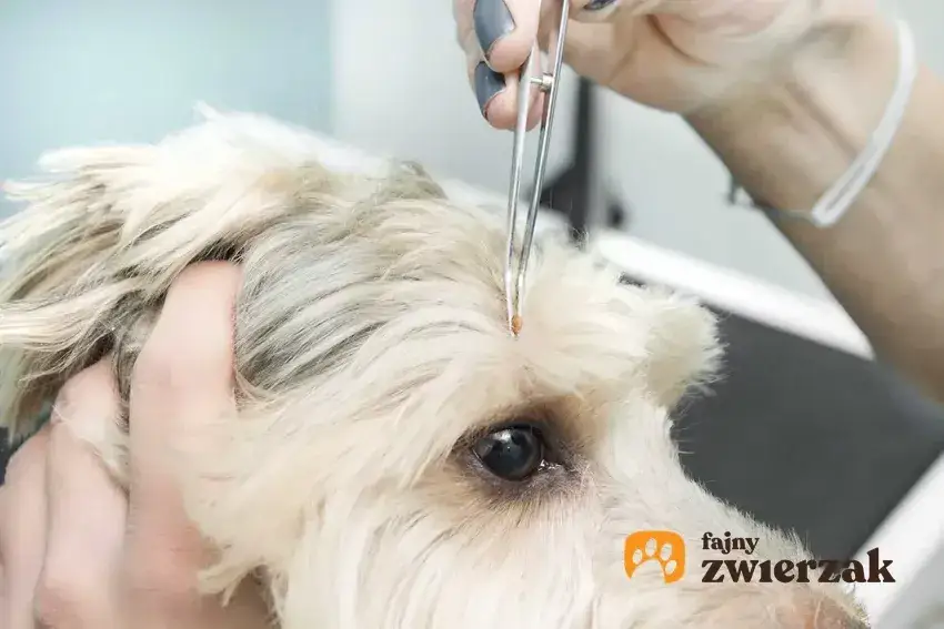 Jak działają krople na kleszcze? Skuteczność i bezpieczeństwo dla zwierząt