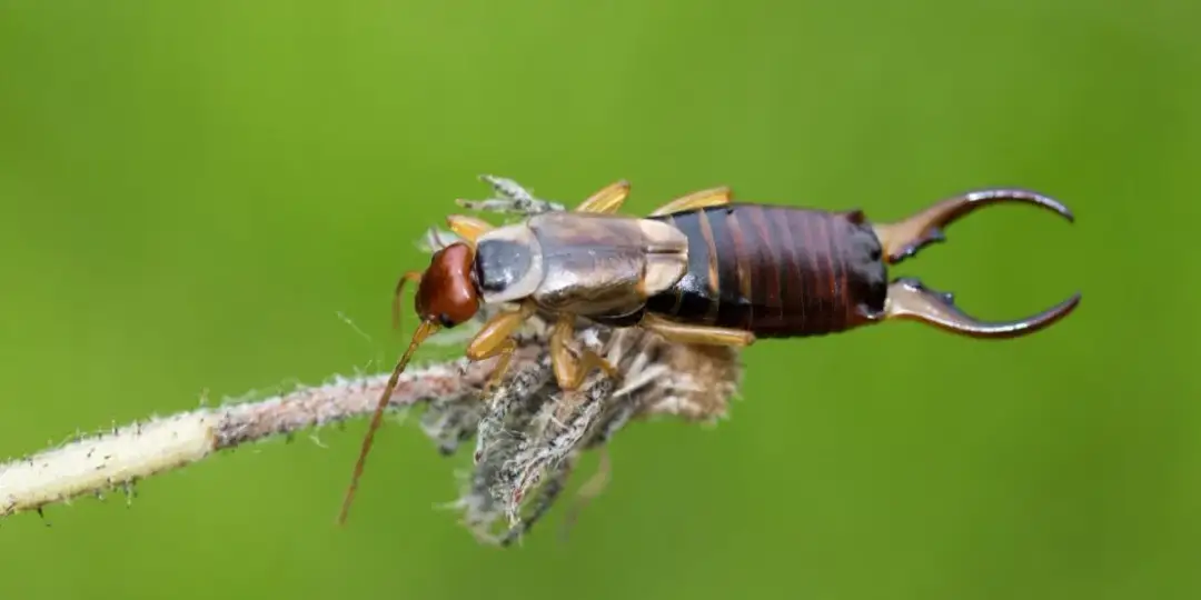 Woher kommen Ohrwürmer in der Wohnung und wie vermeidet man sie?