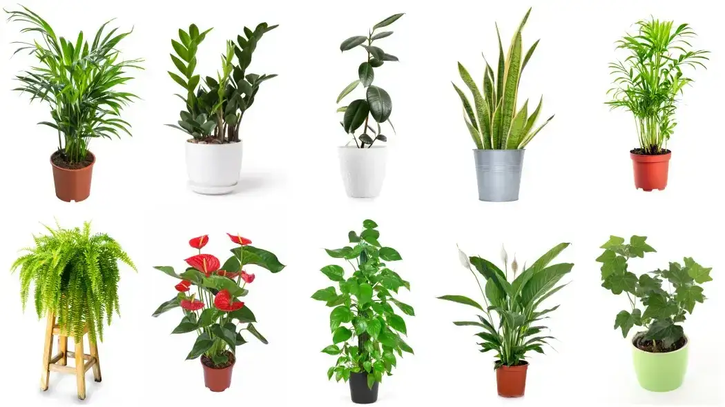 Smog w domu: Oczyszczacze, rośliny, nawyki co naprawdę działa?