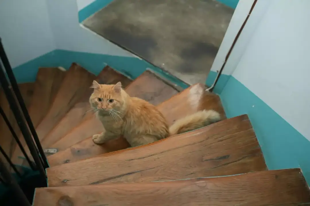 Dlaczego kotka sika poza kuwetą? Oto najczęstsze przyczyny i rozwiązania