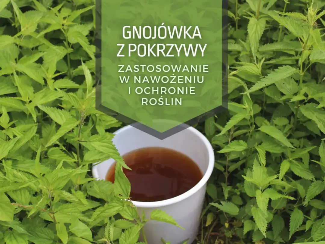 Jakie rośliny podlewać herbatą i dlaczego warto to robić: poradnik ogrodnika