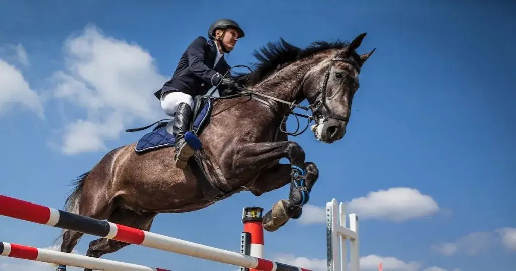 Hodowla koni i jeździectwo w Lublinie – unikalne możliwości edukacyjne