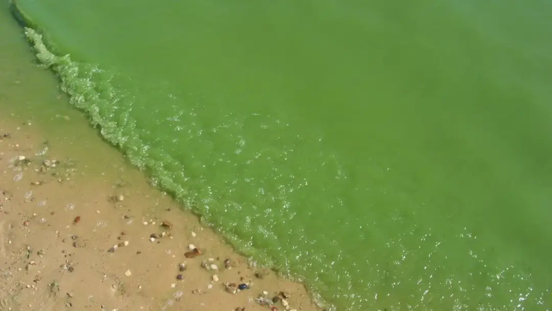 Gdzie sinice w Bałtyku? Sprawdź, gdzie nie można teraz pływać