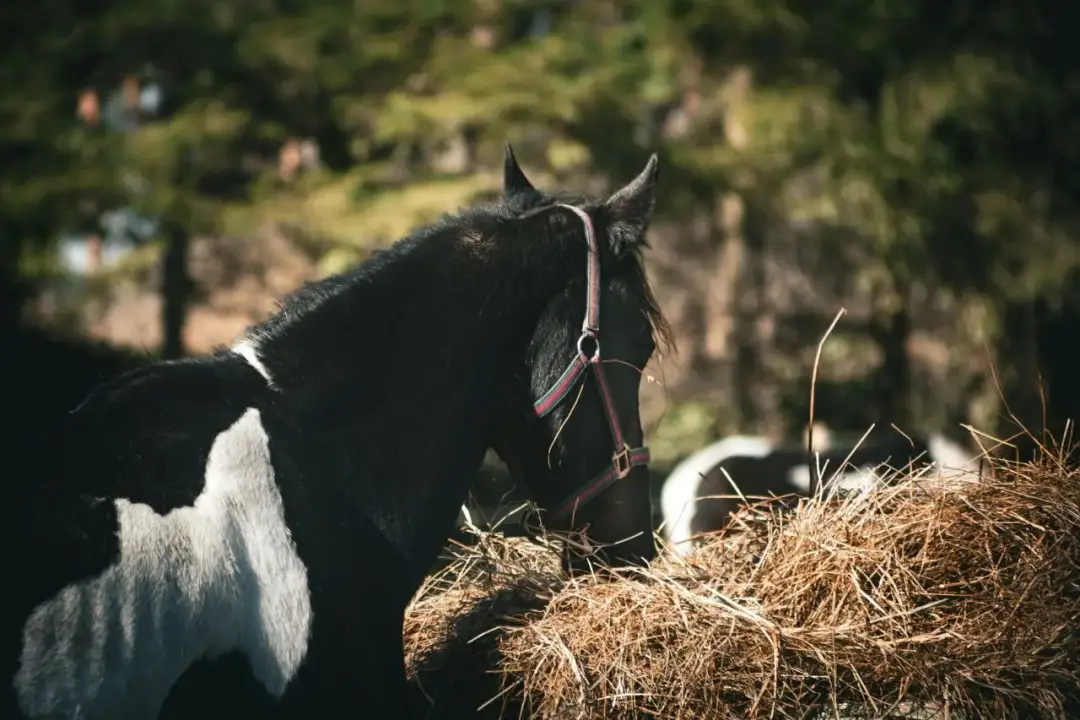Czarno-biały kucyk w kantarze je siano na tle zieleni.