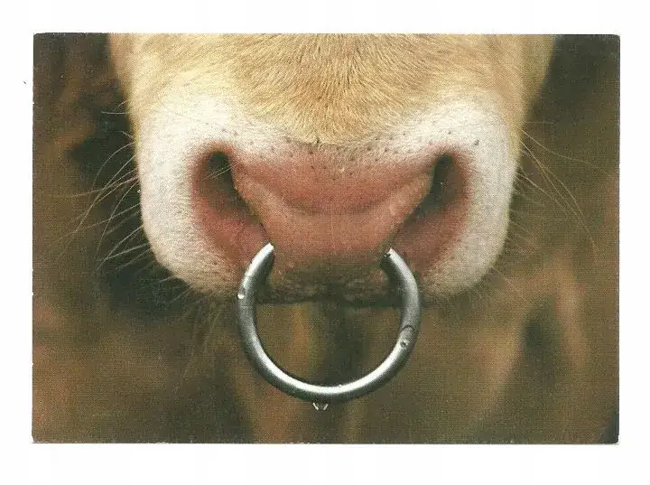 Po co krowie kolczyk w nosie? Zrozumienie jego roli w hodowli