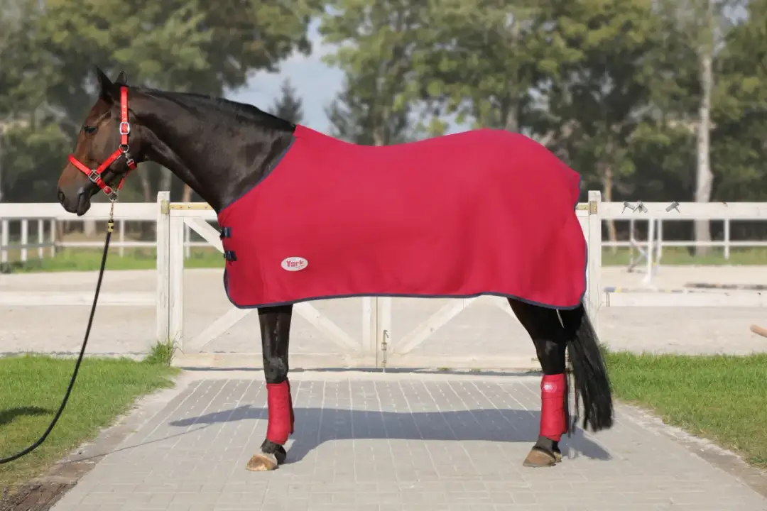 Derka dla konia: Jak wybrać idealną i nie przepłacić?