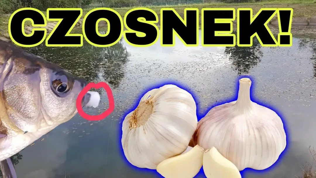 Czosnek na jakie ryby – skuteczne przynęty, które przyciągną ryby