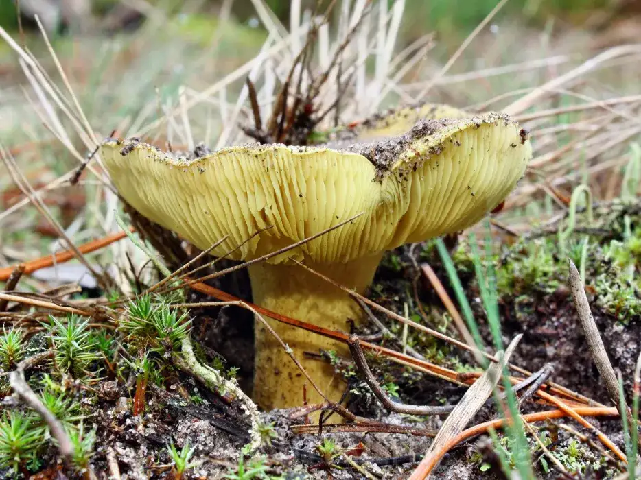 Gąska pieprzna: ten trujący grzyb łatwo pomylić z jadalnymi gatunkami