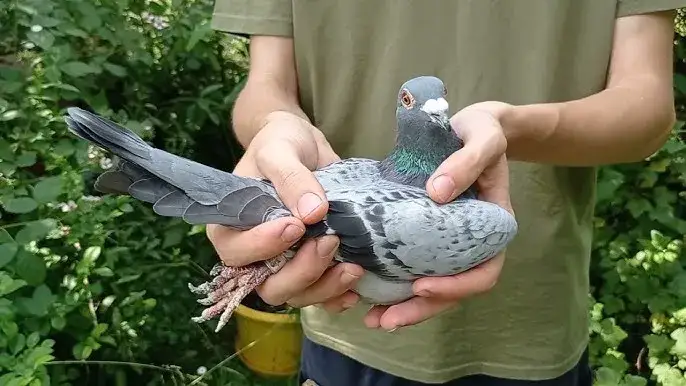 Jak wytresować gołębia pocztowego – skuteczne techniki i porady