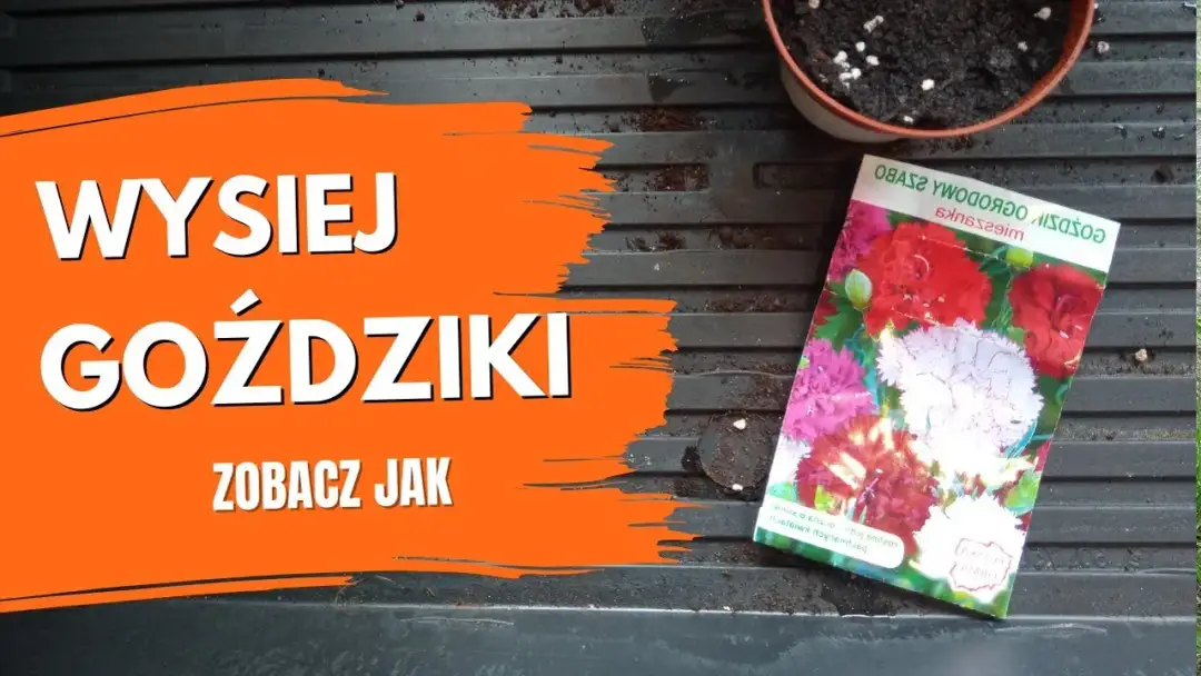 Jak rosną goździki przyprawa - sekrety ich uprawy i zbioru
