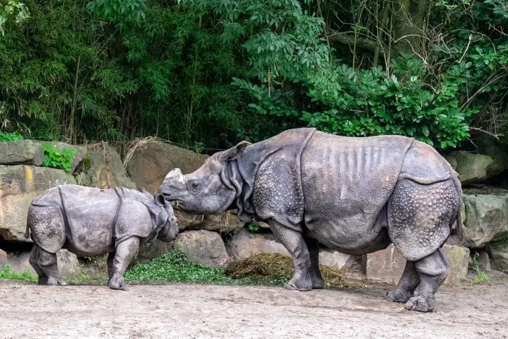 Oto aż 10 fascynujących gatunków zwierząt żyjących w dzikiej Azji